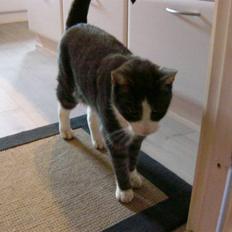 Blanding af racer fedemis