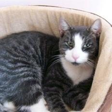 Blanding af racer fedemis