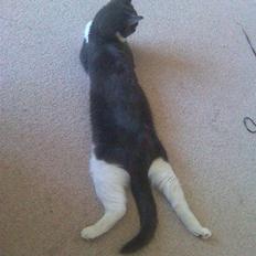 Blanding af racer Gucci