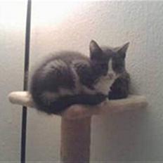 Blanding af racer Gucci