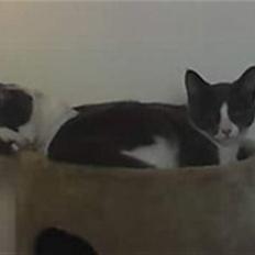 Blanding af racer Gucci