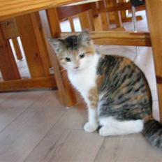 Blanding af racer R.I.P Andersine mis