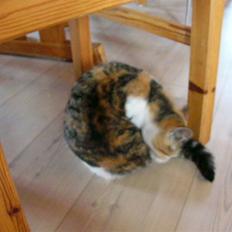 Blanding af racer R.I.P Andersine mis