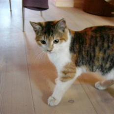 Blanding af racer R.I.P Andersine mis