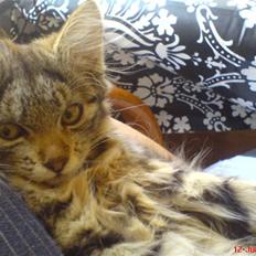 Blanding af racer Cirkeline