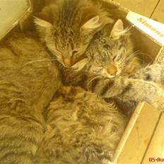 Blanding af racer Cirkeline