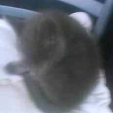 Blanding af racer Ninja/Lilleskid