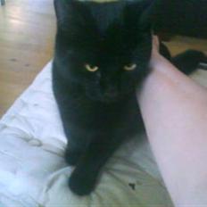 Blanding af racer Sorte Satan