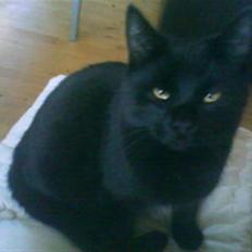 Blanding af racer Sorte Satan