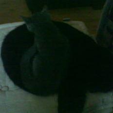 Blanding af racer Sorte Satan