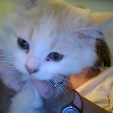 Blanding af racer loui