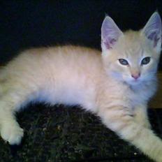 Blanding af racer Leo