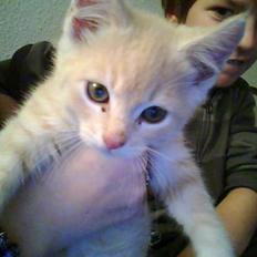 Blanding af racer Leo