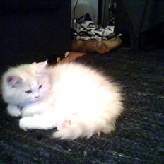 Blanding af racer loui