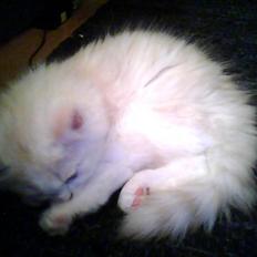 Blanding af racer loui