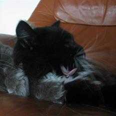 Norsk Skovkat Holger