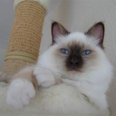 Hellig Birma DK Quanti´s Düchess