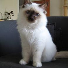 Hellig Birma DK Quanti´s Düchess