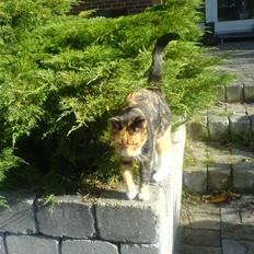 Huskat ~ Miv <3. ~ væk.