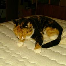 Huskat ~ Miv <3. ~ væk.