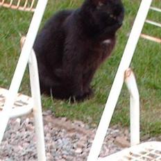 Blanding af racer Sorte *Død*