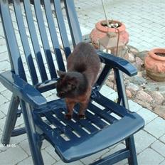 Blanding af racer Sorte *Død*