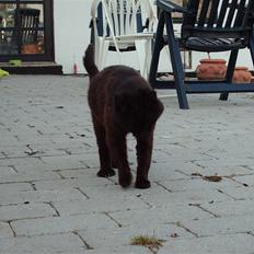 Blanding af racer Sorte *Død*