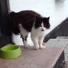 Blanding af racer Pjuske *Død*