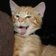 Blanding af racer Balder