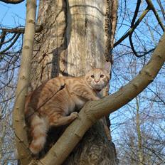 Blanding af racer Balder