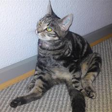 Blanding af racer Miv