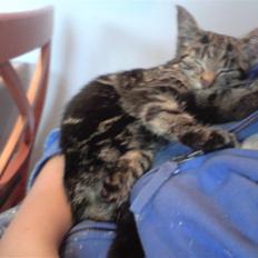 Blanding af racer Miv