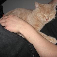 British Shorthair Chester Cream - RIP