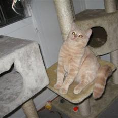British Shorthair Chester Cream - RIP
