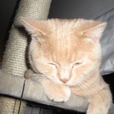 British Shorthair Chester Cream - RIP