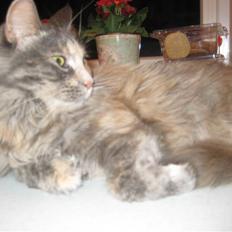 Maine Coon Mille