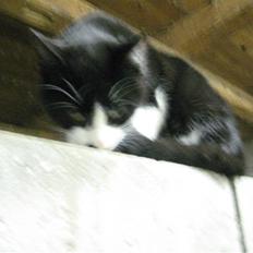 Huskat Sam (lillemis)