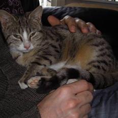 Huskat Lille mis Bor på Fyn nu .