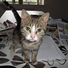 Huskat Lille mis Bor på Fyn nu .