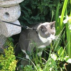 Blanding af racer Tarzan