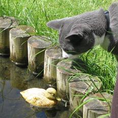 Blanding af racer Tarzan