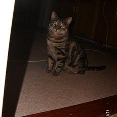 Huskat Millions | †Simba† |