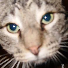 Huskat Millions | †Simba† |