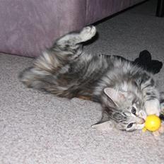 Maine Coon Liluu