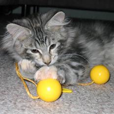 Maine Coon Liluu