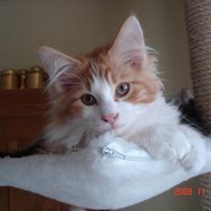 Norsk Skovkat Enzo Aslan