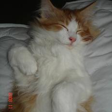 Norsk Skovkat Enzo Aslan