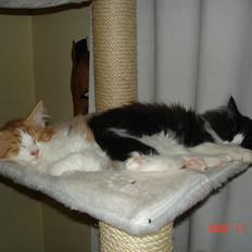 Norsk Skovkat Enzo Aslan