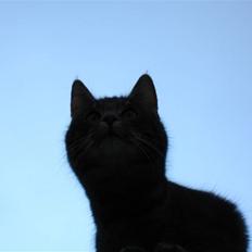 Blanding af racer Bodil