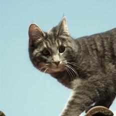 Blanding af racer Bodil